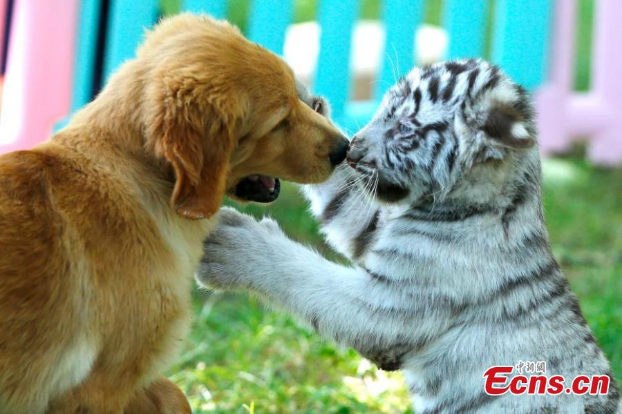 A white tiger cub and a Golden Retriever play at the Beijing Wildlife Park in Beijing, Aug. 23, 2018. A heroic mother Golden Retriever dog has milked eight different cubs abandoned by their mothers - two Spotted Hyenas, two Siberian Tigers, one white tiger, and one African lion. The eight animals have become friends under the care of keepers. (Photo: China News Service/Fu Tian)
