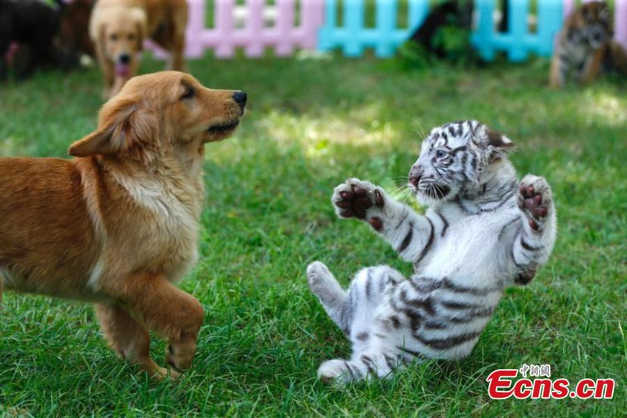 A white tiger cub and a Golden Retriever play at the Beijing Wildlife Park in Beijing, Aug. 23, 2018. A heroic mother Golden Retriever dog has milked eight different cubs abandoned by their mothers - two Spotted Hyenas, two Siberian Tigers, one white tiger, and one African lion. The eight animals have become friends under the care of keepers. (Photo: China News Service/Fu Tian)