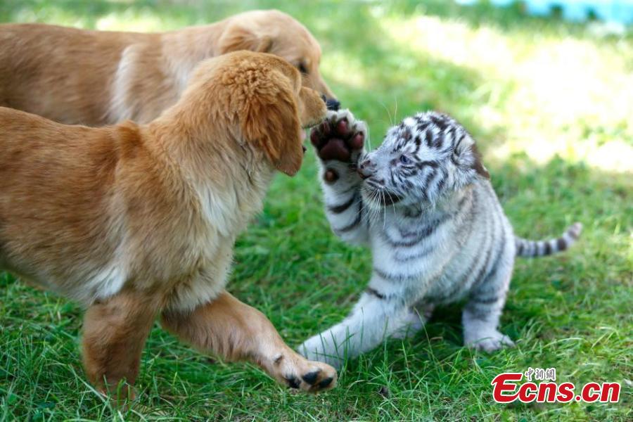 A white tiger cub and a Golden Retriever play at the Beijing Wildlife Park in Beijing, Aug. 23, 2018. A heroic mother Golden Retriever dog has milked eight different cubs abandoned by their mothers - two Spotted Hyenas, two Siberian Tigers, one white tiger, and one African lion. The eight animals have become friends under the care of keepers. (Photo: China News Service/Fu Tian)