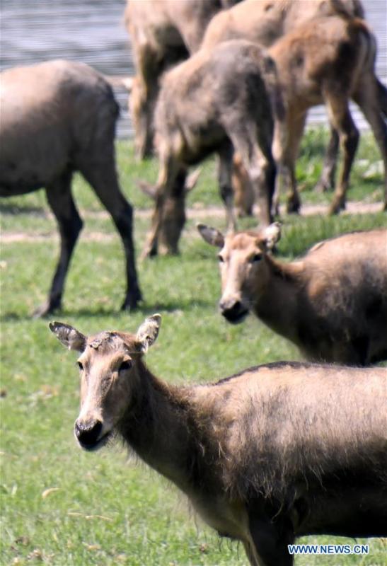 Photo taken on Aug. 23, 2018 shows a herd of Milu deers at the Nanhaizi Milu Park in Daxing District of Beijing, capital of China. Milu, also known as Pere David\'s deer, is a species endemic to China. It was regularly hunted and almost went extinct by the loss of habitat in the early 20th Century. In the 1980s, the species were reintroduced to China from Britain, starting the revival of the population in its homeland. Beijing\'s Daxing District is home to China\'s first Milu nature reserve, the Nanhaizi Milu Park. In the past three decades, the Beijing Milu Ecological Research Center sent 497 Milu deer to nature reserves around China and boosted the population outside its natural habitat to 1,800. (Xinhua/Li Xin)