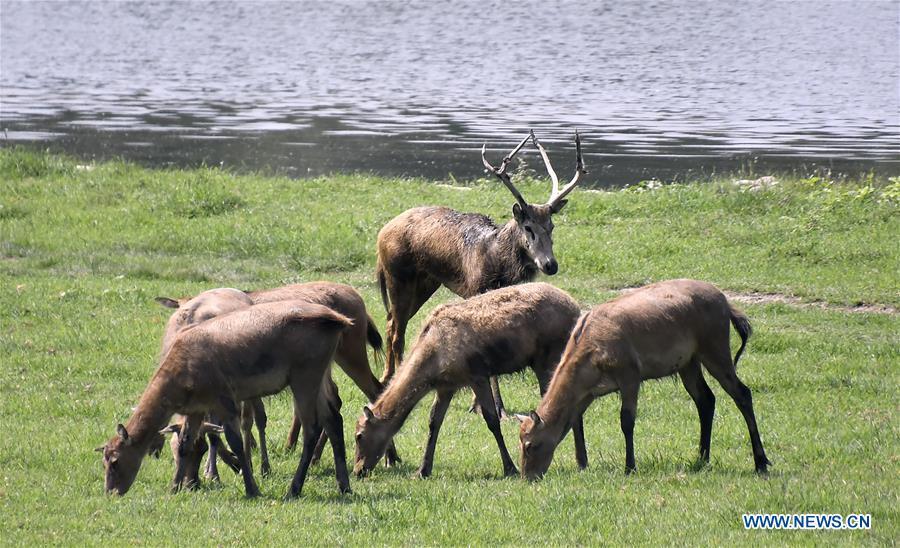 Photo taken on Aug. 23, 2018 shows a herd of Milu deers at the Nanhaizi Milu Park in the Daxing District of Beijing, capital of China. Milu is a species endemic to China. It was regularly hunted and almost went extinct by the loss of habitat in the early 20th Century. In the 1980s, the species were reintroduced to China from Britain, starting the revival of the population in its homeland. Beijing\'s Daxing District is home to China\'s first Milu nature reserve, the Nanhaizi Milu Park. In the past three decades, the Beijing Milu Ecological Research Center sent 497 Milu deer to nature reserves around China and boosted the population outside its natural habitat to 1,800. (Xinhua/Li Xin)