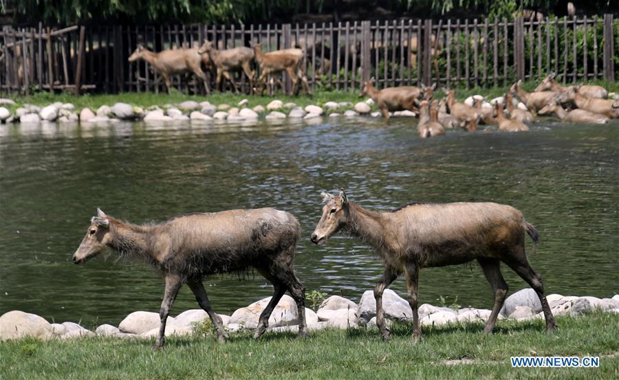 Photo taken on Aug. 23, 2018 shows Milu deers at the Nanhaizi Milu Park in the Daxing District of Beijing, capital of China. Milu, also known as Pere David\'s deer, is a species endemic to China. It was regularly hunted and almost went extinct by the loss of habitat in the early 20th Century. In the 1980s, the species were reintroduced to China from Britain, starting the revival of the population in its homeland. Beijing\'s Daxing District is home to China\'s first Milu nature reserve, the Nanhaizi Milu Park. In the past three decades, the Beijing Milu Ecological Research Center sent 497 Milu deer to nature reserves around China and boosted the population outside its natural habitat to 1,800. (Xinhua/Li Xin)