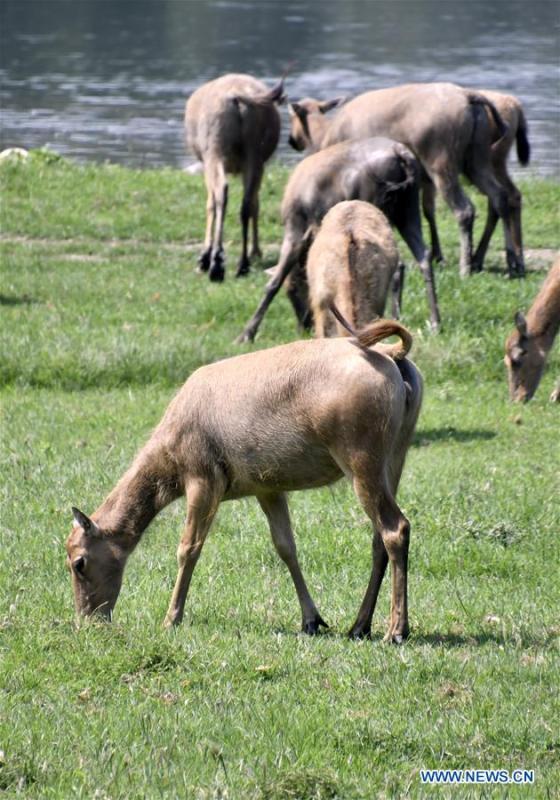 A herd of Milu deers graze at the Nanhaizi Milu Park in the Daxing District of Beijing, capital of China, Aug. 23, 2018. Milu is a species endemic to China. It was regularly hunted and almost went extinct by the loss of habitat in the early 20th Century. In the 1980s, the species were reintroduced to China from Britain, starting the revival of the population in its homeland. Beijing\'s Daxing District is home to China\'s first Milu nature reserve, the Nanhaizi Milu Park. In the past three decades, the Beijing Milu Ecological Research Center sent 497 Milu deer to nature reserves around China and boosted the population outside its natural habitat to 1,800. (Xinhua/Li Xin)