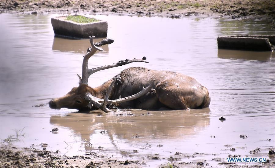 Photo taken on Aug. 23, 2018 shows a Milu deer in the water at the Nanhaizi Milu Park in the Daxing District of Beijing, capital of China. Milu, also known as Pere David\'s deer, is a species endemic to China. It was regularly hunted and almost went extinct by the loss of habitat in the early 20th Century. In the 1980s, the species were reintroduced to China from Britain, starting the revival of the population in its homeland. Beijing\'s Daxing District is home to China\'s first Milu nature reserve, the Nanhaizi Milu Park. In the past three decades, the Beijing Milu Ecological Research Center sent 497 Milu deer to nature reserves around China and boosted the population outside its natural habitat to 1,800. (Xinhua/Li Xin)