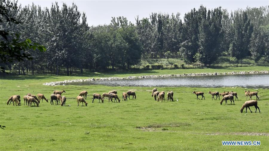 Photo taken on Aug. 23, 2018 shows a herd of Milu deers grazing at the Nanhaizi Milu Park in the Daxing District of Beijing, capital of China. Milu is a species endemic to China. It was regularly hunted and almost went extinct by the loss of habitat in the early 20th Century. In the 1980s, the species were reintroduced to China from Britain, starting the revival of the population in its homeland. Beijing\'s Daxing District is home to China\'s first Milu nature reserve, the Nanhaizi Milu Park. In the past three decades, the Beijing Milu Ecological Research Center sent 497 Milu deer to nature reserves around China and boosted the population outside its natural habitat to 1,800. (Xinhua/Li Xin)
