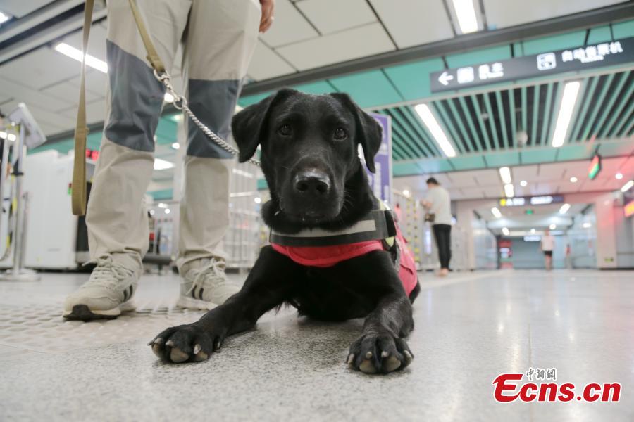 A seeing-eye dog is put through its paces by trainer Li Sai in Xi’an City, Northwest China’s Shaanxi Province, Aug. 27, 2018. The Labrador dog will be available to assist the blind and visually impaired for free from October. About 100 people have applied to use the guide dog, the first in the city. The Disabled Aids Center of Shaanxi Province, established in 2016, is the first non-profit organization for breeding and training guide dogs, with five trainers and 26 dogs currently being trained. (Photo: China News Service/Zhang Yuan)