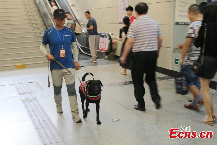 A seeing-eye dog is put through its paces by trainer Li Sai in Xi’an City, Northwest China’s Shaanxi Province, Aug. 27, 2018. The Labrador dog will be available to assist the blind and visually impaired for free from October. About 100 people have applied to use the guide dog, the first in the city. The Disabled Aids Center of Shaanxi Province, established in 2016, is the first non-profit organization for breeding and training guide dogs, with five trainers and 26 dogs currently being trained. (Photo: China News Service/Zhang Yuan)