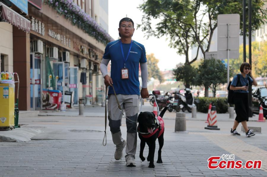 A seeing-eye dog is put through its paces by trainer Li Sai in Xi’an City, Northwest China’s Shaanxi Province, Aug. 27, 2018. The Labrador dog will be available to assist the blind and visually impaired for free from October. About 100 people have applied to use the guide dog, the first in the city. The Disabled Aids Center of Shaanxi Province, established in 2016, is the first non-profit organization for breeding and training guide dogs, with five trainers and 26 dogs currently being trained. (Photo: China News Service/Zhang Yuan)