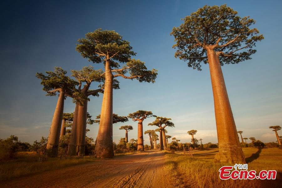 Baobab trees in Madagascar. (Photo provided to China News Service)