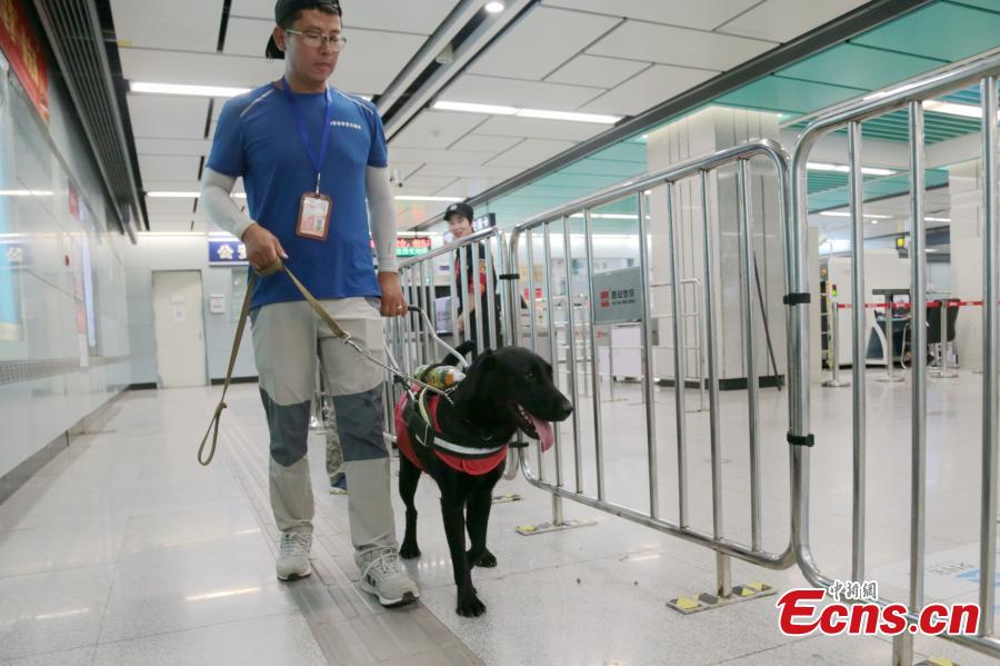 A seeing-eye dog is put through its paces by trainer Li Sai in Xi’an City, Northwest China’s Shaanxi Province, Aug. 27, 2018. The Labrador dog will be available to assist the blind and visually impaired for free from October. About 100 people have applied to use the guide dog, the first in the city. The Disabled Aids Center of Shaanxi Province, established in 2016, is the first non-profit organization for breeding and training guide dogs, with five trainers and 26 dogs currently being trained. (Photo: China News Service/Zhang Yuan)
