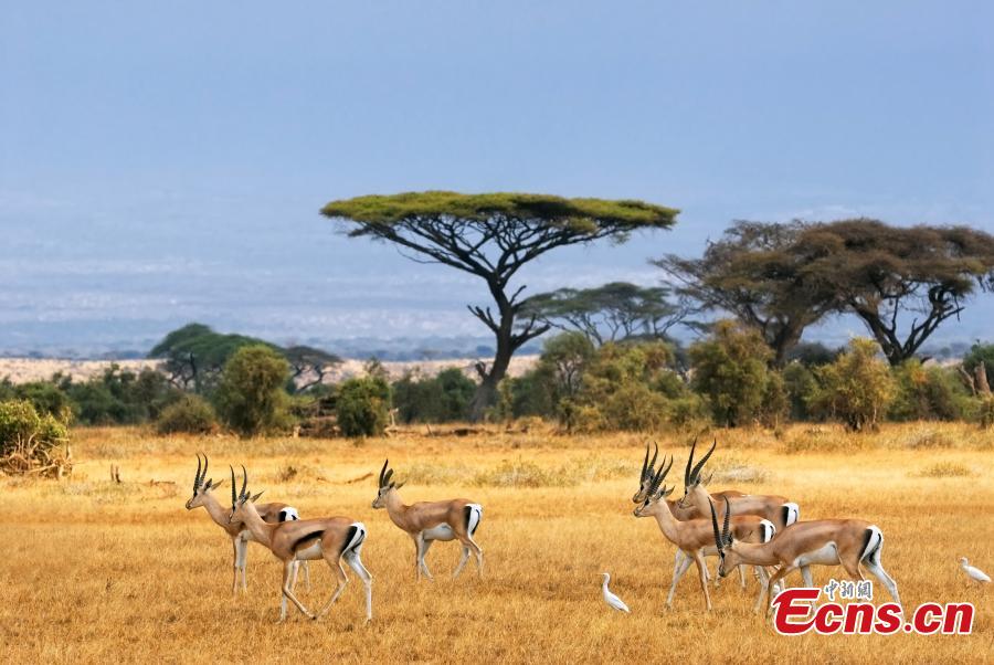 Grant\'s Gazelles in Amboseli National Park, Kenya. (Photo provided to China News Service)