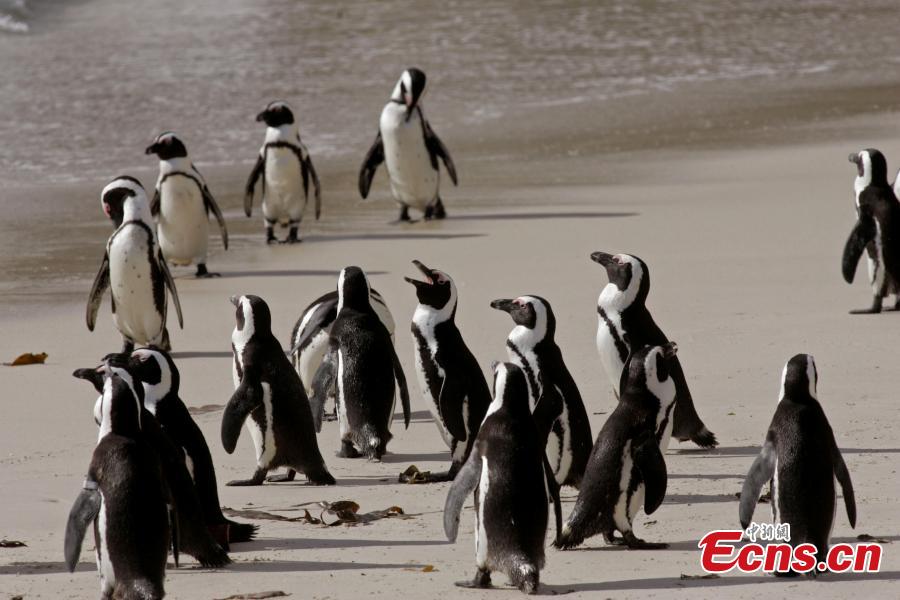 African penguins gather at Boulders Beach in Simon\'s Town, South Africa. (Photo provided to China News Service)
