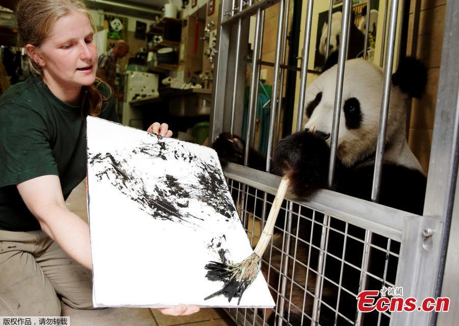 Giant Panda Yang Yang uses finger paint and a brush to create a picture at Schoenbrunn Zoo in Vienna, Austria, August 10, 2018. One hundred of her works will be sold online for 490 euros each, to fund a picture book about the Vienna zoo\'s pandas.(Photo/Agencies)