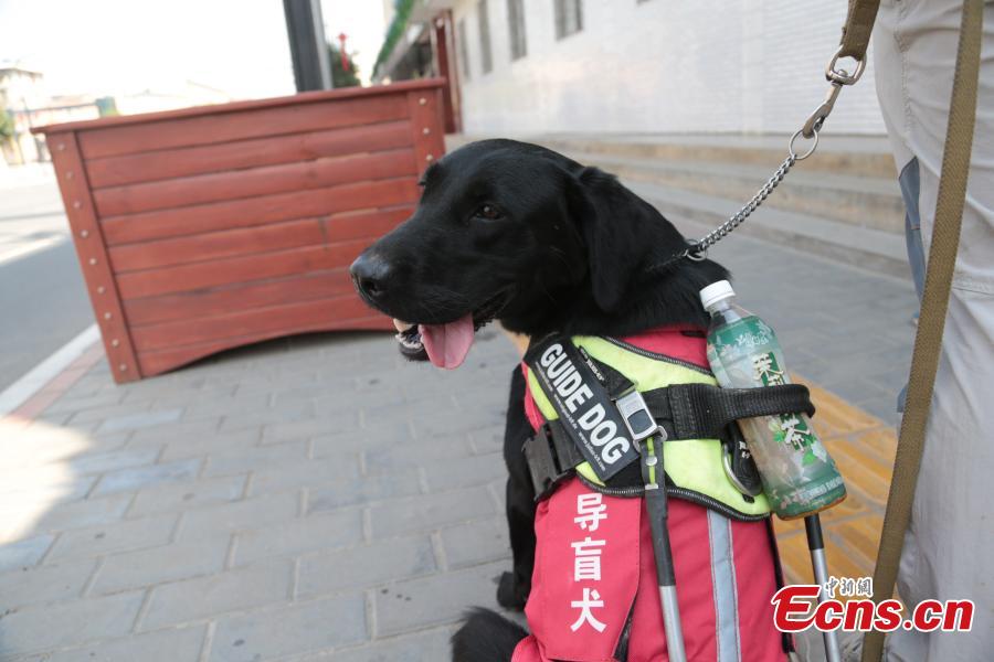 A seeing-eye dog is put through its paces by trainer Li Sai in Xi’an City, Northwest China’s Shaanxi Province, Aug. 27, 2018. The Labrador dog will be available to assist the blind and visually impaired for free from October. About 100 people have applied to use the guide dog, the first in the city. The Disabled Aids Center of Shaanxi Province, established in 2016, is the first non-profit organization for breeding and training guide dogs, with five trainers and 26 dogs currently being trained. (Photo: China News Service/Zhang Yuan)