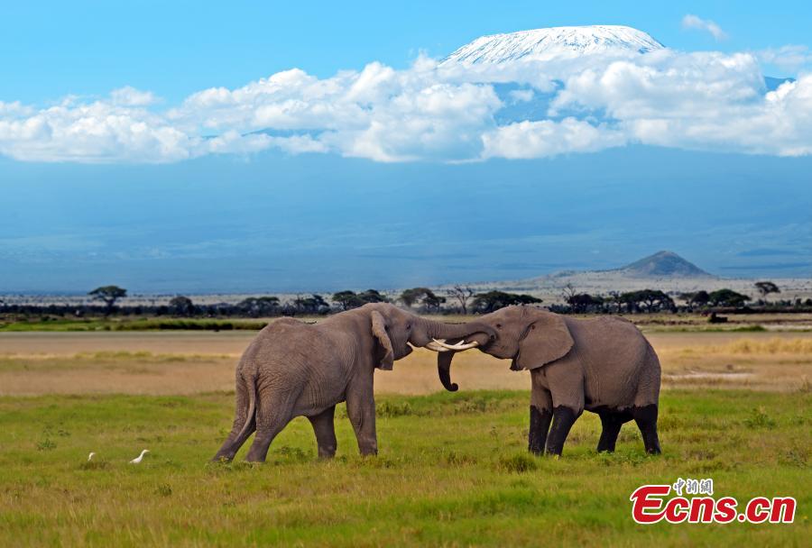 Elephants wander on the plain as the snow covered peak of Mount Kilimanjaro rises above them in the background, Amboseli National Park, Kenya. (Photo provided to China News Service)