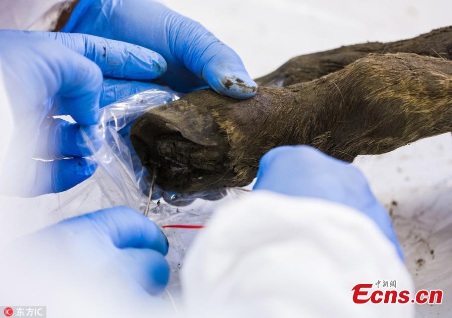 Amazing pictures have been released of a foal that has been dug out of the Siberian permafrost after being frozen for 40,000 years. The young horse, from the Lena horse species which is now extinct, is37 inches tall and was only two months old when it perished. It has today been revealed by scientists in Yakutsk, Russia, the world\'s coldest city. The young animal was dug from its icy grave in the Batagai depression or crater - nicknamed the \'Mouth of Hell\' - earlier this month.(Photo/IC)