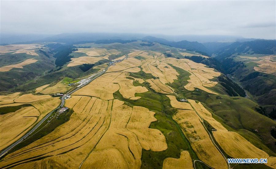 Photo taken on Aug. 27, 2018 shows the wheat field in Jiangbulake scenic spot in Qitai County, northwest China\'s Xinjiang Uygur Autonomous Region. (Xinhua/Zhao Ge)