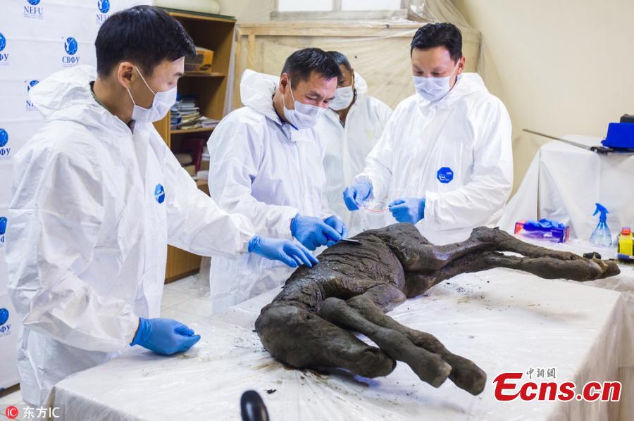 Amazing pictures have been released of a foal that has been dug out of the Siberian permafrost after being frozen for 40,000 years. The young horse, from the Lena horse species which is now extinct, is37 inches tall and was only two months old when it perished. It has today been revealed by scientists in Yakutsk, Russia, the world\'s coldest city. The young animal was dug from its icy grave in the Batagai depression or crater - nicknamed the \'Mouth of Hell\' - earlier this month.(Photo/IC)
