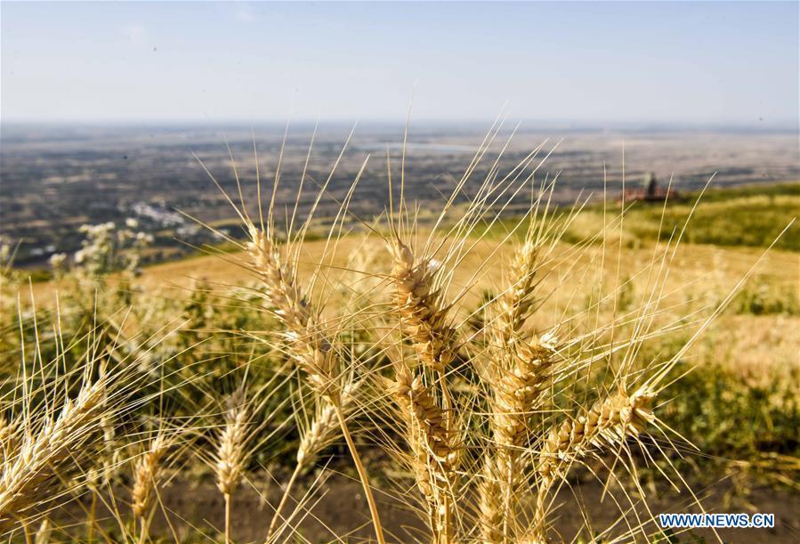Photo taken on Aug. 26, 2018 shows mature wheat growing in a field in an agricultural park in Kazak Autonomous County of Mori, northwest China\'s Xinjiang Uygur Autonomous Region. (Xinhua/Zhao Ge)