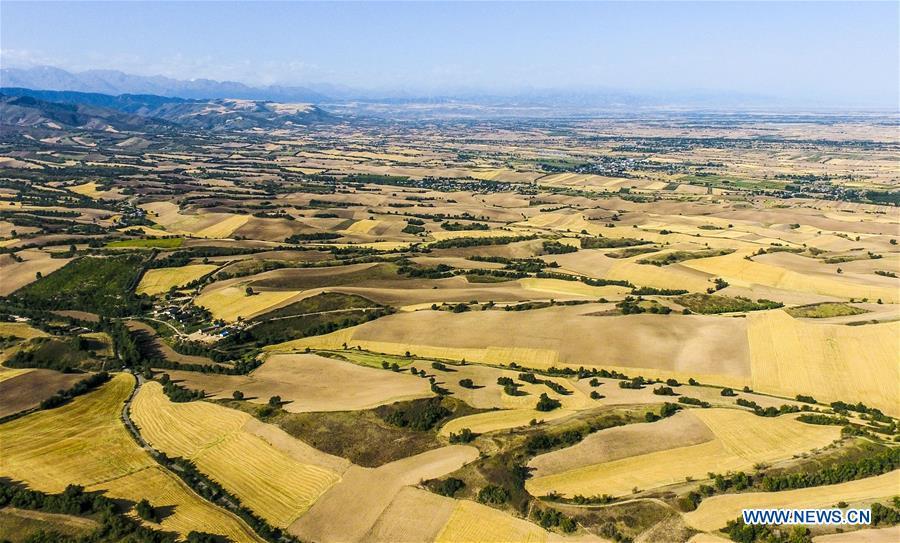 Photo taken on Aug. 26, 2018 shows mature wheat growing in a field in an agricultural park in Kazak Autonomous County of Mori, northwest China\'s Xinjiang Uygur Autonomous Region. (Xinhua/Zhao Ge)