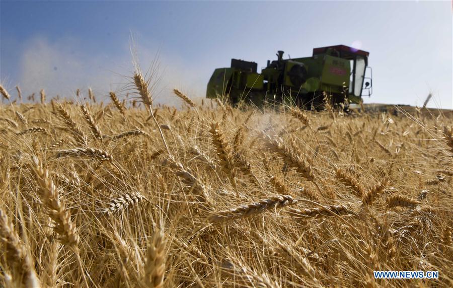 A combine-harvester collects wheat in a field in an agricultural park in Kazak Autonomous County of Mori, northwest China\'s Xinjiang Uygur Autonomous Region, Aug. 26, 2018. (Xinhua/Zhao Ge)