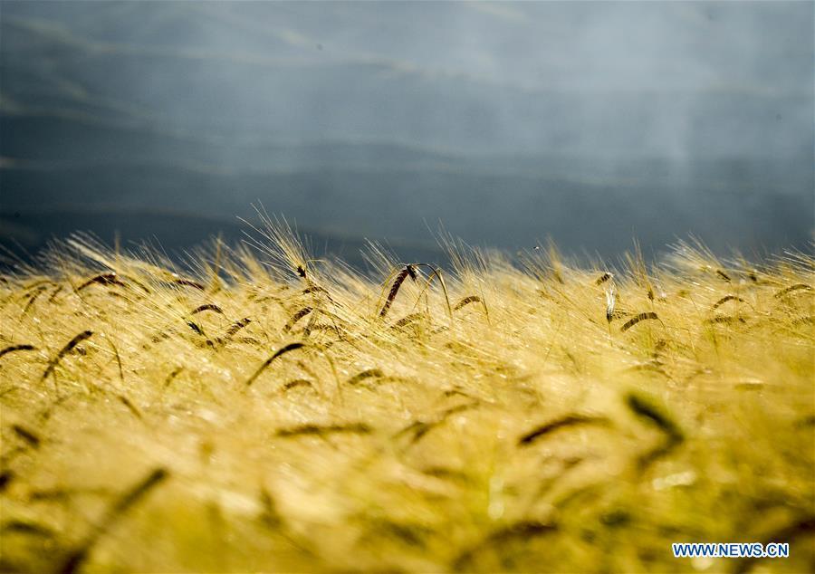 Photo taken on Aug. 26, 2018 shows mature wheat growing in a field in an agricultural park in Kazak Autonomous County of Mori, northwest China\'s Xinjiang Uygur Autonomous Region. (Xinhua/Zhao Ge)