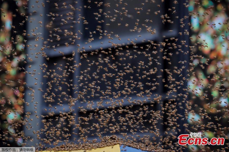 A swarm of bees land on a hot dog cart in Times Square in New York City, U.S., Aug. 28, 2018. The New York Police Department\'s bee keepers unit responded to the scene and safely removed the bees without incident. (Photo/Agencies)