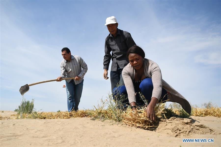Nakanyala Elina Shekupe (1st R) learns desert control in Minqin County, northwest China\'s Gansu Province, Aug. 26, 2018. Shekupe, 37, is an agricultural technology official from Namibia. She and 11 other students are taking part in a desertification combating and ecological restoration training course organized by China\'s Ministry of Commerce in Gansu. \