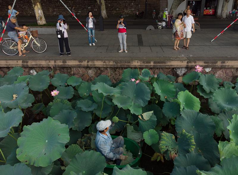 Chen Laidi, a Hangzhou native, gathers lotus leaves and heads at the West Lake. (Photo/China Daily)
It has no address, no signs, no exact opening hours, or even any salespeople, and sells just two things-tablecloth-sized lotus leaves and lotus heads filled with the plant\'s edible seeds, all handpicked from West Lake by its maintenance team.
The market revolves around the working schedule of the maintenance workers, and it handles the lotus harvest they reap from the lake, which is usually sufficient for the purchases of 30 people on any day.
Having been around for almost as long as Taobao, which launched in 2002, the market remains mostly a secret among locals.
Those who know about it are prepared to get up as early as 3am and travel for an hour across the city to visit the market. The attraction, they say, is the \