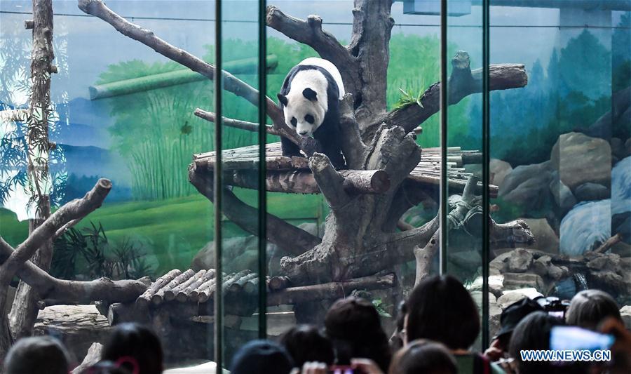Photo taken on Aug. 30, 2018 shows giant panda Yuan Yuan at Taipei Zoo in Taipei, southeast China\'s Taiwan, Aug. 30, 2018. Born two days later than Yuan Yuan in 2004, giant panda Tuan Tuan also celebrated its 14th birthday together with Yuan Yuan on Thursday. Yuan Yuan and Tuan Tuan were given as a goodwill gift to Taiwan by the Chinese mainland. (Xinhua/Xue Yubin)