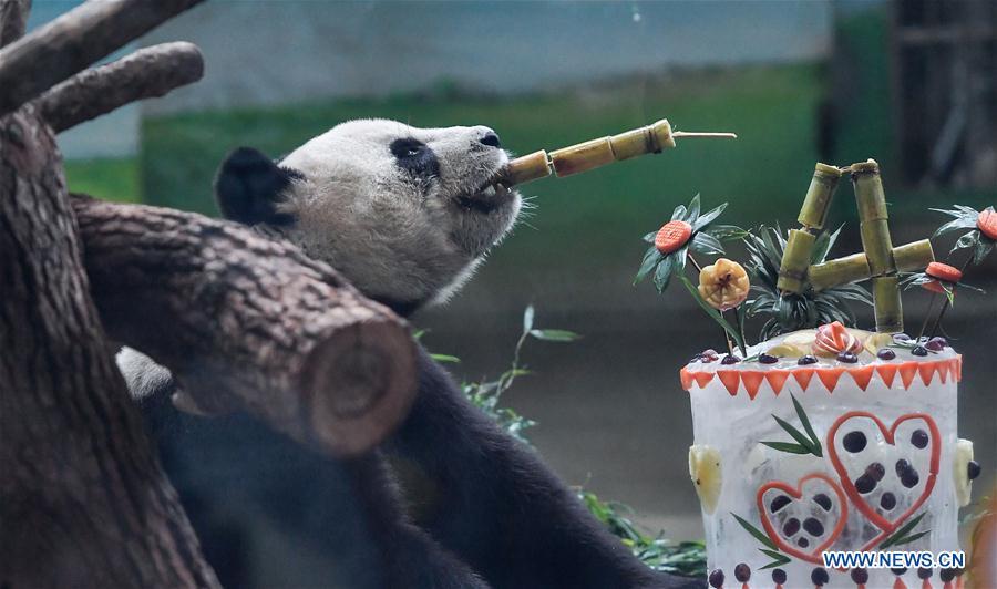 Giant panda Yuan Yuan enjoys a special birthday cake at Taipei Zoo in Taipei, southeast China\'s Taiwan, Aug. 30, 2018. Born two days later than Yuan Yuan in 2004, giant panda Tuan Tuan also celebrated its 14th birthday together with Yuan Yuan on Thursday. Yuan Yuan and Tuan Tuan were given as a goodwill gift to Taiwan by the Chinese mainland. (Xinhua/Xue Yubin)