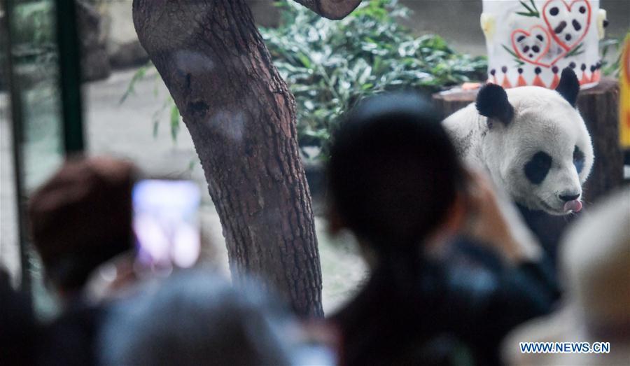 Photo taken on Aug. 30, 2018 shows giant panda Yuan Yuan at Taipei Zoo in Taipei, southeast China\'s Taiwan, Aug. 30, 2018. Born two days later than Yuan Yuan in 2004, giant panda Tuan Tuan also celebrated its 14th birthday together with Yuan Yuan on Thursday. Yuan Yuan and Tuan Tuan were given as a goodwill gift to Taiwan by the Chinese mainland. (Xinhua/Xue Yubin)