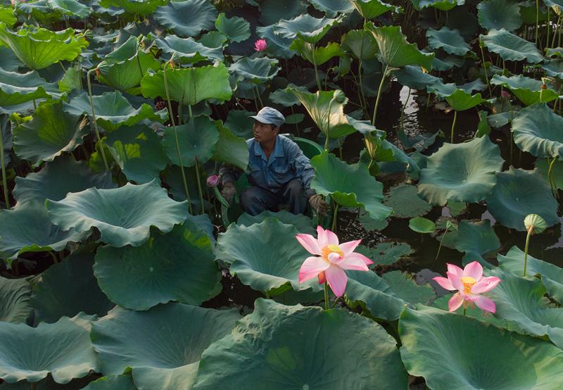 Maintenance worker Chen Laidi, a Hangzhou native, gathers lotus leaves and heads at West Lake. (Photo/China Daily)
Locals line up to make prized purchases at \'secret site\' in Hangzhou
It was 7:25 on a Friday morning, too early for the crowds of tourists who flock daily to the banks, bridges and pagodas of West Lake in Hangzhou.
But as the summer heat rose at the UNESCO World Heritage site in the Zhejiang provincial capital, a fully laden sampan appeared on the motionless water, bobbing toward the lake\'s northern bank.
A rush of excitement passed through a small group waiting there-mostly middle-aged or elderly locals-as they formed an orderly line and unfolded their bags.
At the stroke of 7:30, the first in the line, a short, curly-haired woman in her 50s, rushed to the edge of the lake and showed her ticket.
It gave her permission to buy what she came for, 15 lotus leaves and four lotus heads, at a total cost of 20 yuan ($3).
\