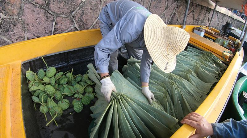 A maintenance worker prepares fresh leaves for the morning sale. (Photo/China Daily)
The patrons not only volunteer to arrive first at the lakeside site in the small hours, but have to sit on a bench that acts as the ticket office, and remain there until the close of trading to ensure that business is conducted in an orderly manner.
No one knows the names of the volunteers, and no personal information or contact details about them is exchanged.
A few regulars may recognize the faces of this mysterious \