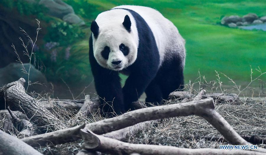 Photo taken on Aug. 30, 2018 shows giant panda Yuan Yuan at Taipei Zoo in Taipei, southeast China\'s Taiwan, Aug. 30, 2018. Born two days later than Yuan Yuan in 2004, giant panda Tuan Tuan also celebrated its 14th birthday together with Yuan Yuan on Thursday. Yuan Yuan and Tuan Tuan were given as a goodwill gift to Taiwan by the Chinese mainland. (Xinhua/Xue Yubin)