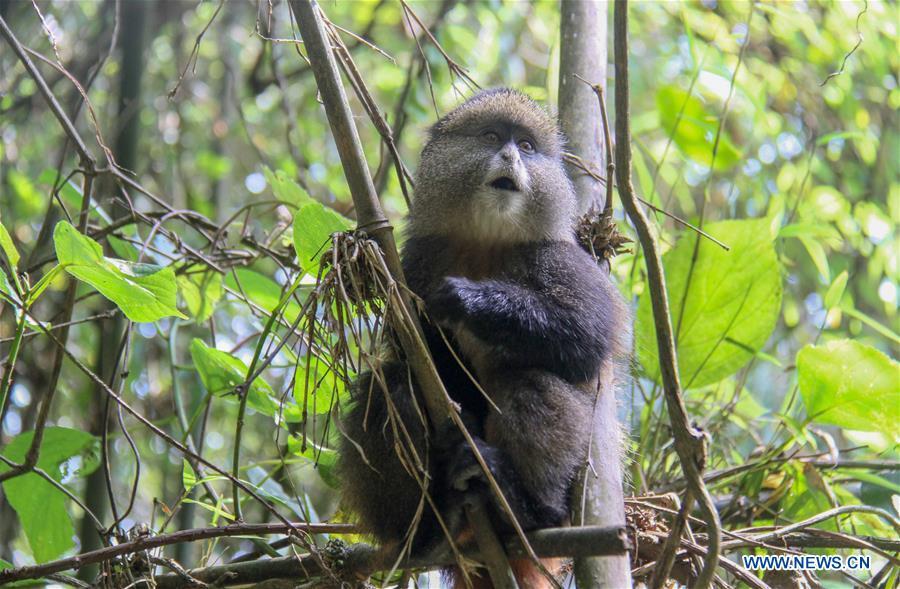 A golden monkey stays in the forest in Volcanoes National Park, northwestern Rwanda, on Dec. 25, 2017. (Xinhua/Lyu Tianran)