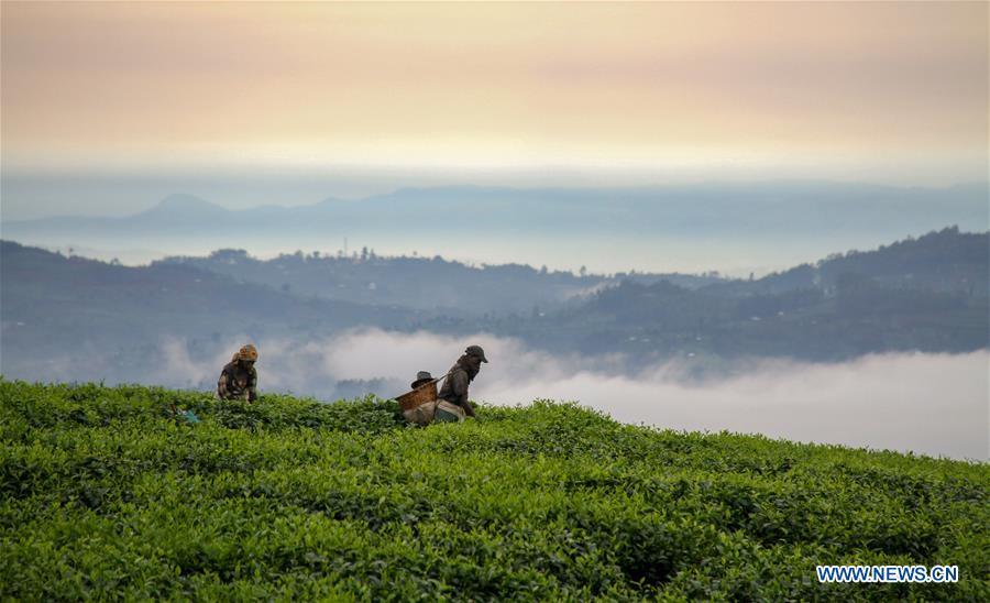 Farmers pick tea leaves at a tea plantation in Gisakura, southwestern Rwanda, Oct. 19, 2017. (Xinhua/Lyu Tianran)