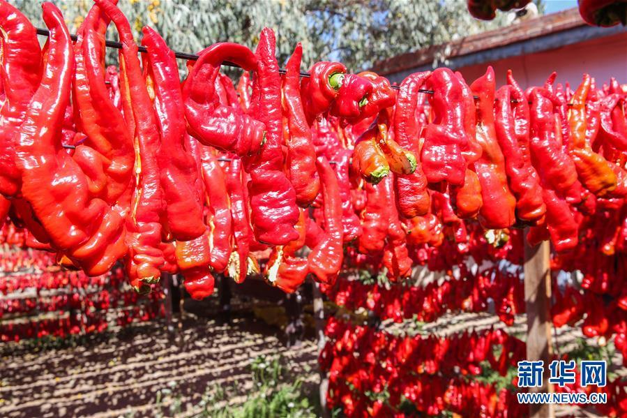 The red chili peppers are drying under the sun at a farmer\'s garden in Hami, Xinjiang, on Friday, August 31, 2018. (Photo/Xinhua)
Local farmers have welcomed the harvest season of red chili pepper in Hami, in northwest China\'s Xinjiang recently. They have been busy picking and drying peppers, and then sell the peppers throughout the country.