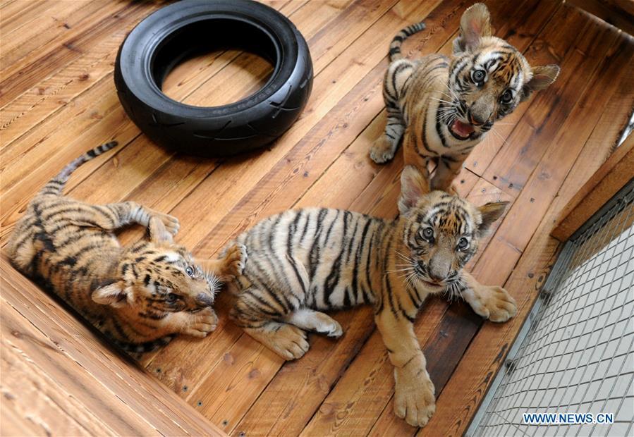 Three South China Tiger cubs play at the South China Tiger Breeding Base in Suzhou, east China\'s Jiangsu Province, Sept. 2, 2018. Two cubs were born on June 22 and one was born on July 18 this year. Three cubs appear to be in good health. (Xinhua/Hang Xingwei)