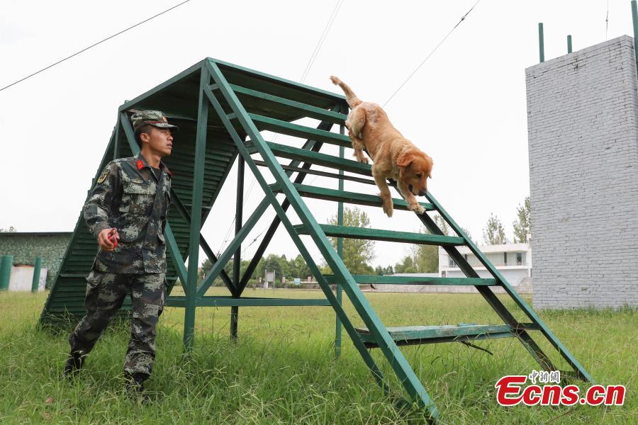 Armed police officer Han Menglin spends his last moments with a police dog at a training base before ending his military service in Guizhou Province, Aug. 31, 2018. (Photo: China News Service/Qu Honglun)