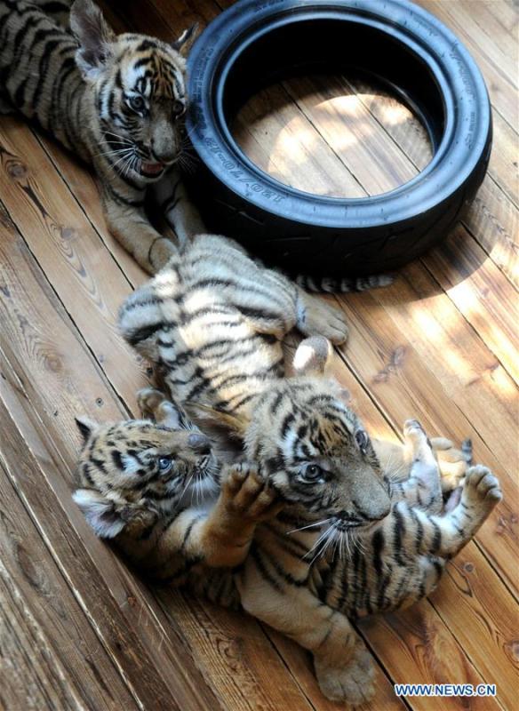 Three South China Tiger cubs play at the South China Tiger Breeding Base in Suzhou, east China\'s Jiangsu Province, Sept. 2, 2018. Two cubs were born on June 22 and one was born on July 18 this year. Three cubs appear to be in good health. (Xinhua/Hang Xingwei)