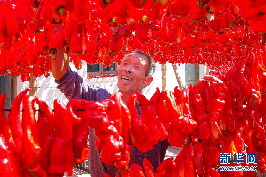 A farmer dries red chili peppers at a garden in Hami, Xinjiang, on Friday, August 31, 2018. (Photo/Xinhua)