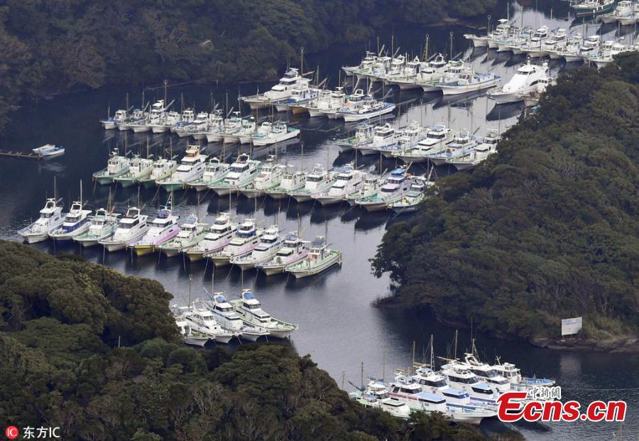 An aerial photo shows fishing boats and other ships park at Aburatsubo Port that is designated as an evaluation place as the typhoon Jebi approaches in Miura City, Kanagawa Prefecture, Japan, Sep.3, 2018. It is the strongest typhoon of 2018 approaching Japan. (Photo/IC)