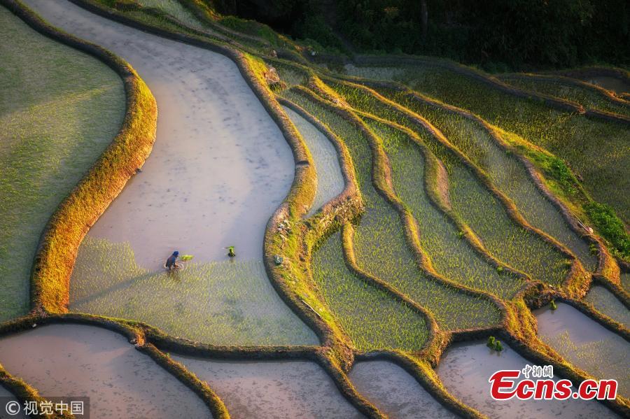 Terraced rice fields shine under the setting sun, as captured by 35-year-old photographer Kah-Wai Lin in Yuanyang, Southwest China’s Yunnan Province. The spectacular rice-paddy terracing is a famous site among photography tourists. (VCG)