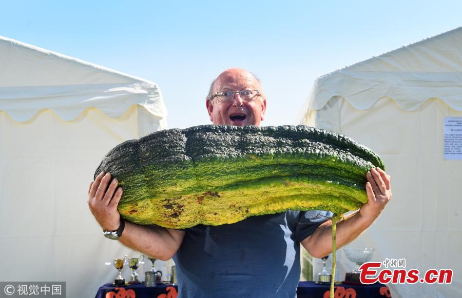 Gordon Lowe, a retired accountant with the massive marrow which he planted and forgot about, after it swelled to an enormous, award-winning three and a half stone. After buying seeds on the Internet Gordon Lowe, 67, planted them in his allotment and forgot about the vegetable. Then after six months of no care or attention, Lowe from Portsmouth, Hants, returned to the allotment to find the marrow had grown to a colossal size. He was especially shocked as it was the first he had ever grown and admitted it \'was basically a mistake.\' (Photo/VCG)