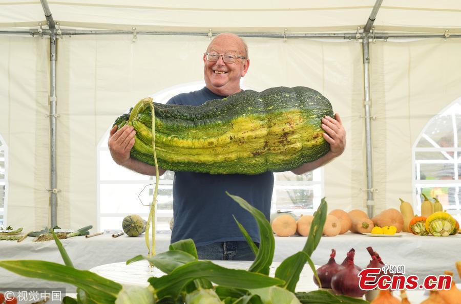 Gordon Lowe, a retired accountant with the massive marrow which he planted and forgot about, after it swelled to an enormous, award-winning three and a half stone. After buying seeds on the Internet Gordon Lowe, 67, planted them in his allotment and forgot about the vegetable. Then after six months of no care or attention, Lowe from Portsmouth, Hants, returned to the allotment to find the marrow had grown to a colossal size. He was especially shocked as it was the first he had ever grown and admitted it \'was basically a mistake.\' (Photo/VCG)