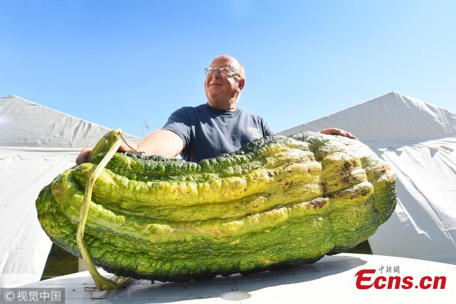 Gordon Lowe, a retired accountant with the massive marrow which he planted and forgot about, after it swelled to an enormous, award-winning three and a half stone. After buying seeds on the Internet Gordon Lowe, 67, planted them in his allotment and forgot about the vegetable. Then after six months of no care or attention, Lowe from Portsmouth, Hants, returned to the allotment to find the marrow had grown to a colossal size. He was especially shocked as it was the first he had ever grown and admitted it \'was basically a mistake.\' (Photo/VCG)