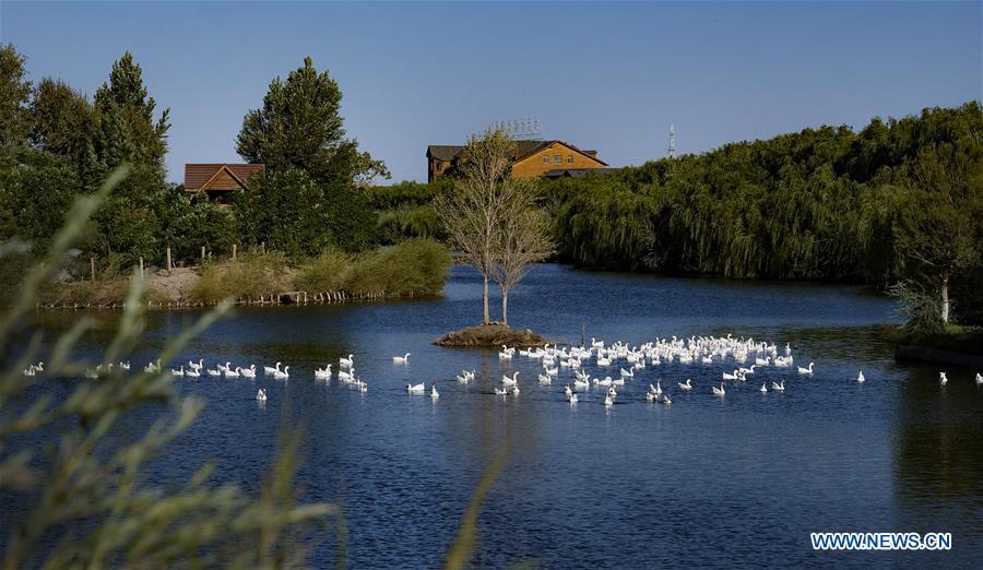 Geese swim at Heihe River wetland in Gaotai County of Zhangye City, northwest China\'s Gansu Province, Sept. 7, 2018. (Xinhua/Tao Ming)