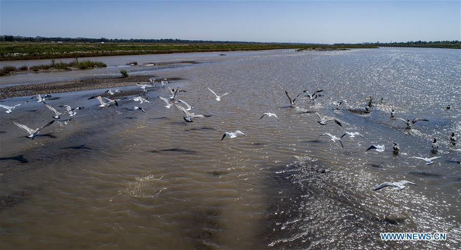 Aerial photo taken on Sept. 7, 2018 shows the scenery of Heihe River wetland in Gaotai County of Zhangye City, northwest China\'s Gansu Province. (Xinhua/Tao Ming)