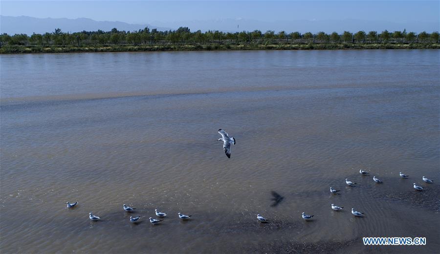 Aerial photo taken on Sept. 7, 2018 shows the scenery of Heihe River wetland in Gaotai County of Zhangye City, northwest China\'s Gansu Province. (Xinhua/Tao Ming)